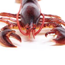 Lobster close-up showing dark blue body with red accents, detailed claws, and antennae on white background.