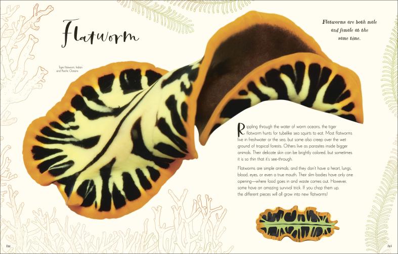 Wonders of Nature page showing detailed illustration and facts about flatworms with close-up images and descriptions.