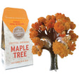Crystal Grow Maple Tree kit with orange crystal foliage creating a miniature autumn hardwood display.