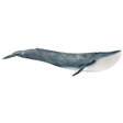 Blue Whale model showing detailed features of the largest mammal, perfect for kids aged 3-8 years.