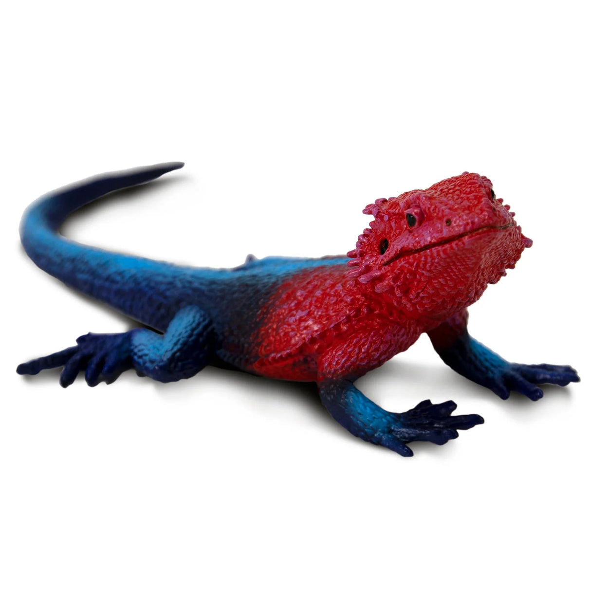 Mwanza Flat-Headed Rock Agama