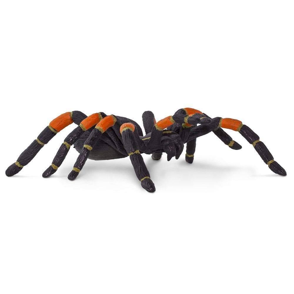 Orange-Kneed Tarantula