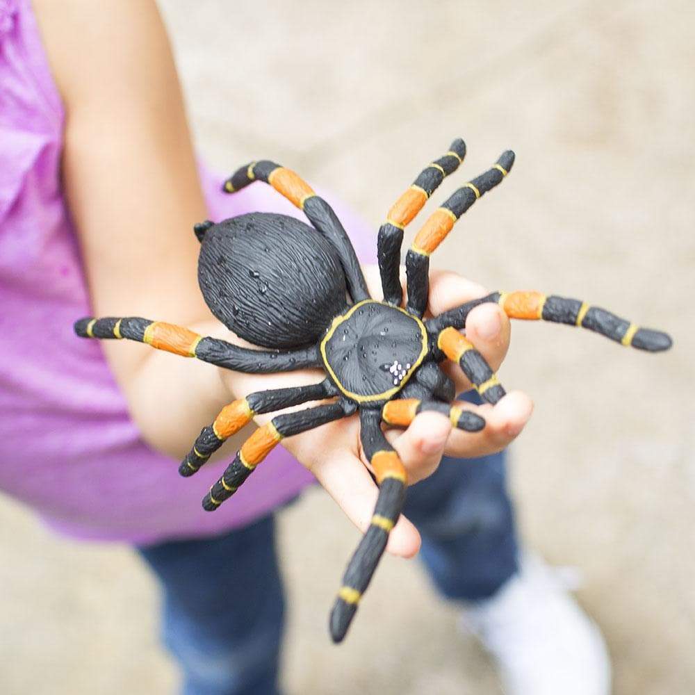 Orange-Kneed Tarantula