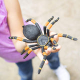 Orange-Kneed Tarantula