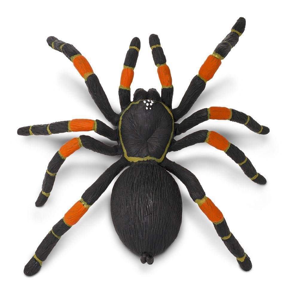 Orange-Kneed Tarantula