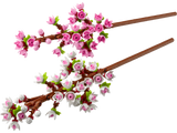 Botanicals Cherry Blossoms