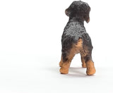 Wire-Haired Dachshund