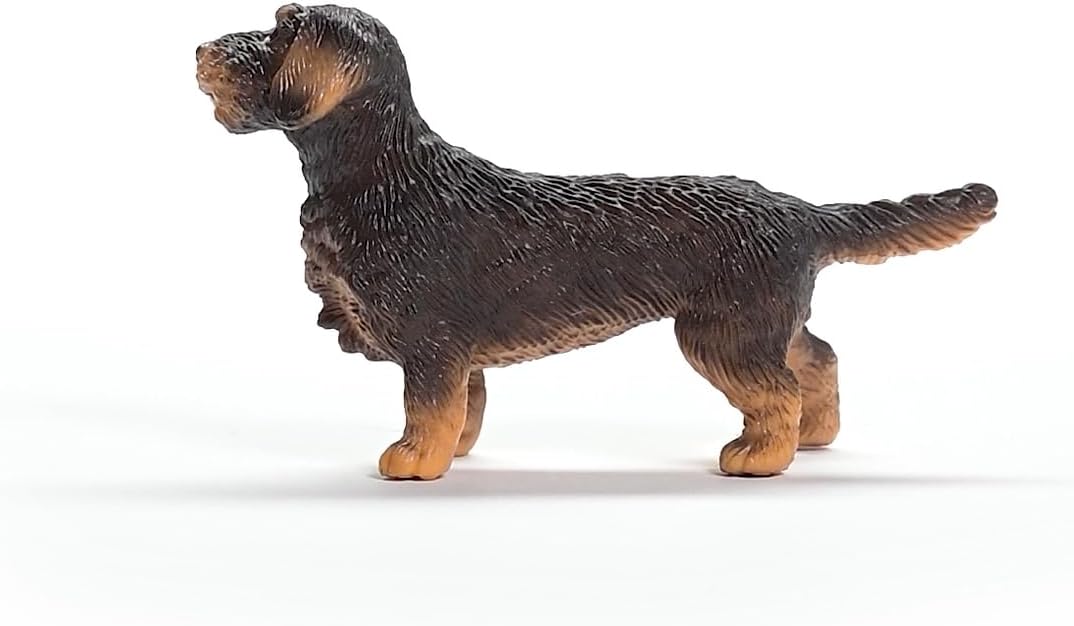Wire-Haired Dachshund