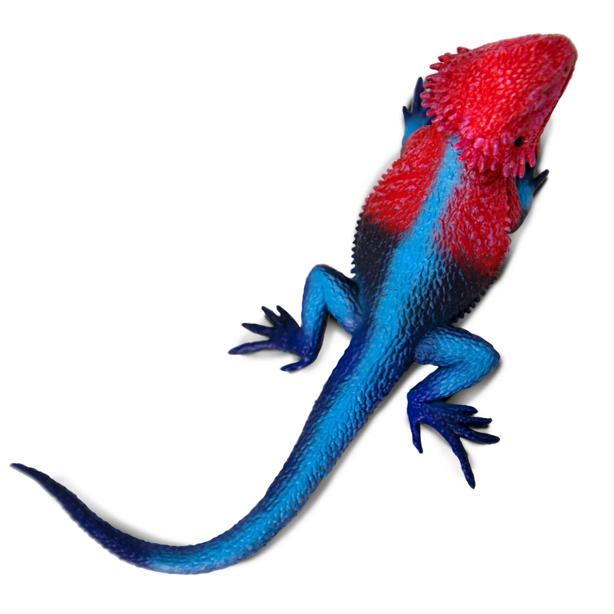 Mwanza Flat-Headed Rock Agama