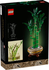 Botanicals Lucky Bamboo