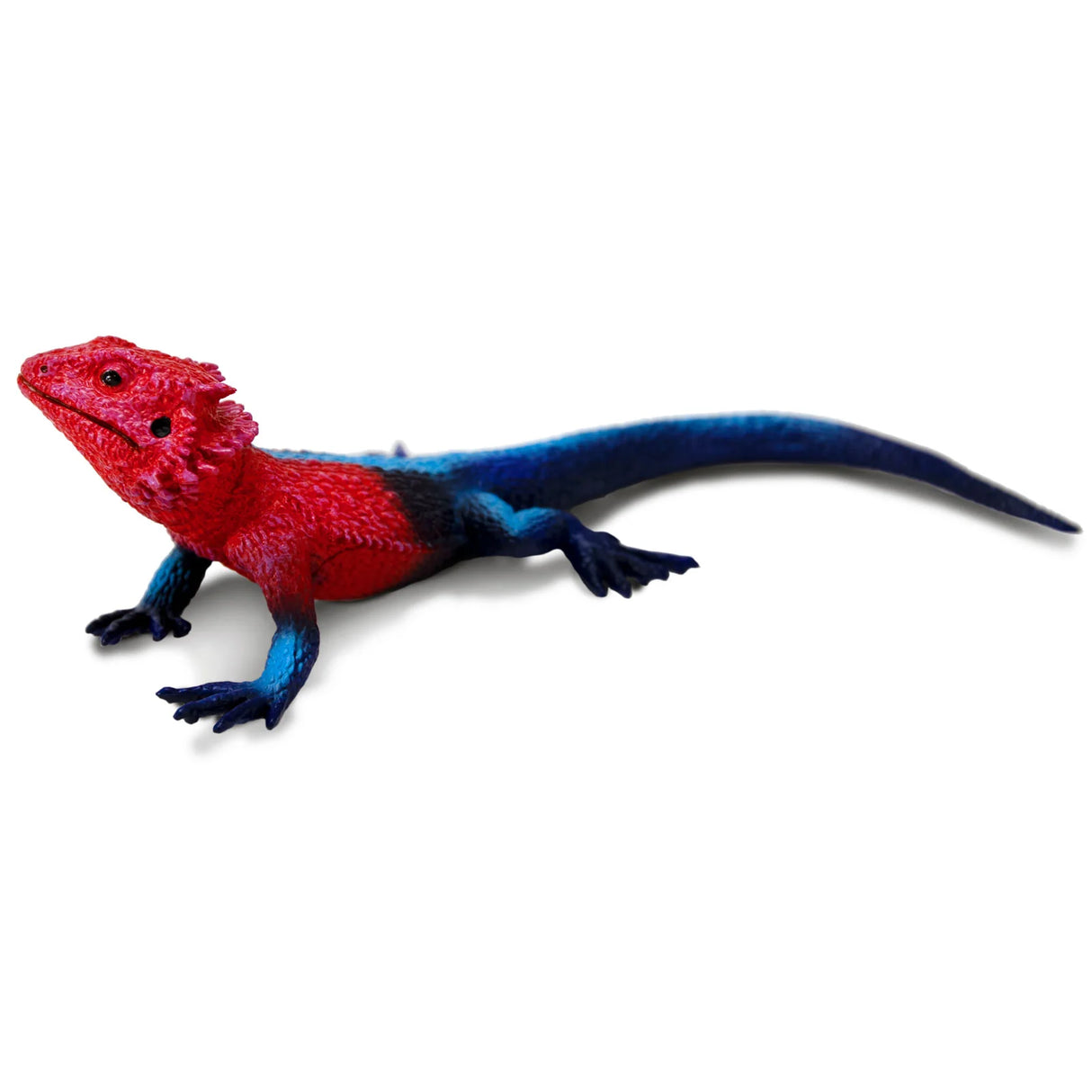 Mwanza Flat-Headed Rock Agama