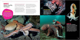 The Incredible Octopus