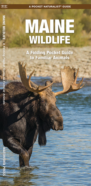 Pocket Maine Wildlife Guide with a close-up image of a moose standing in a river, highlighting familiar animals.
