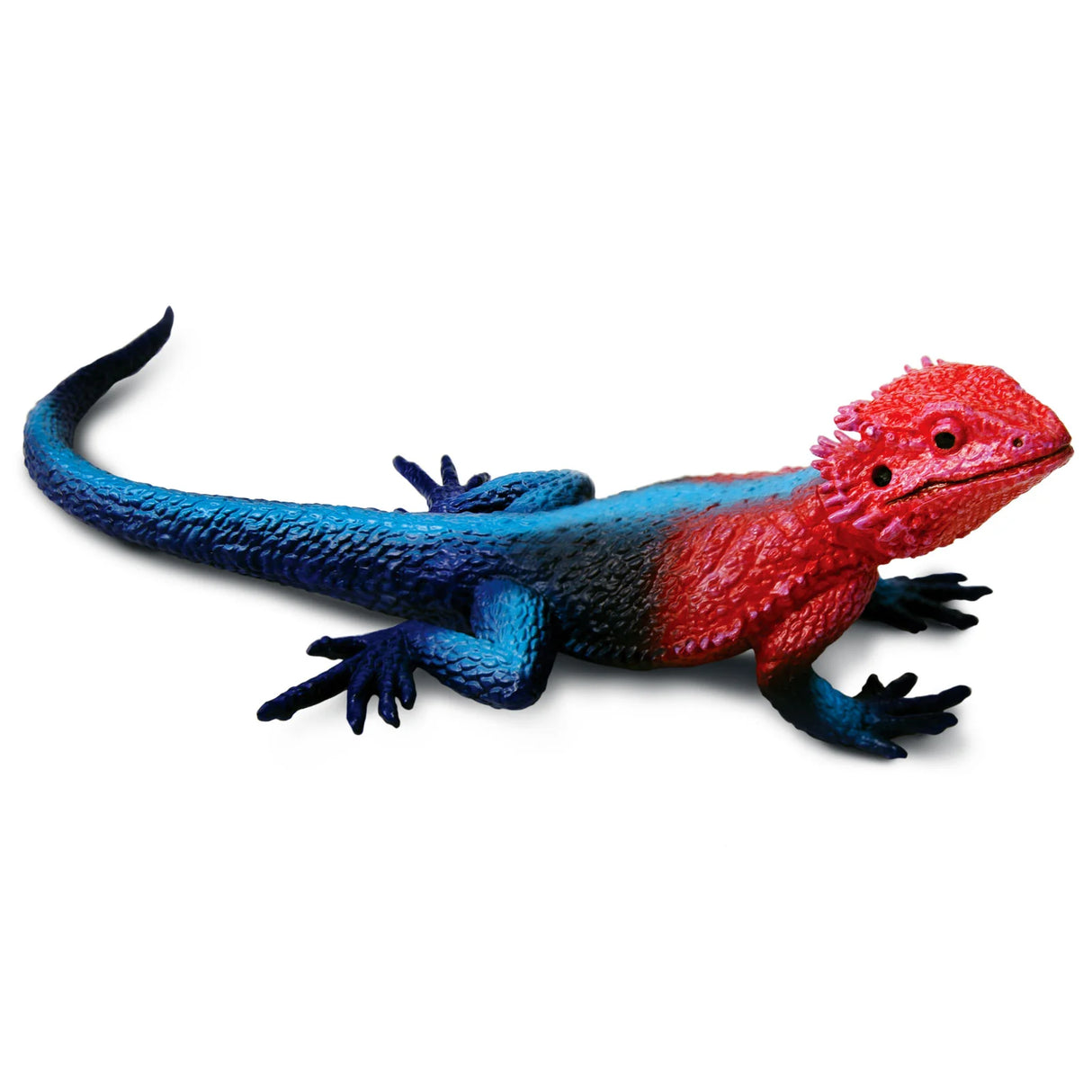 Mwanza Flat-Headed Rock Agama