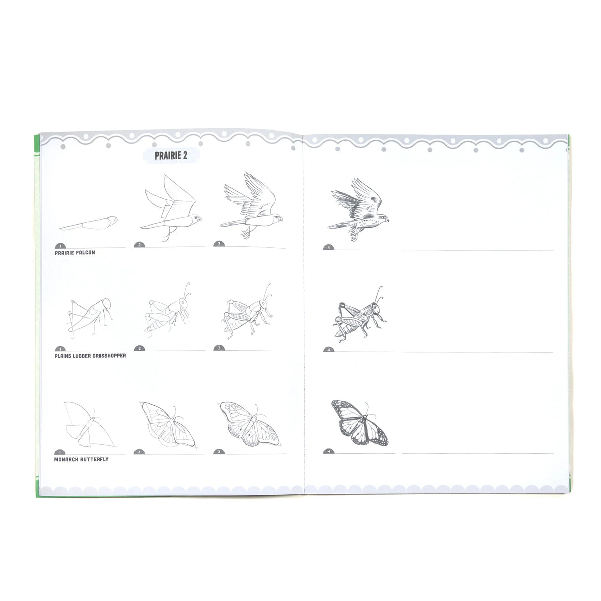 Learn to Draw | Bugs, Birds & Butterflies open book showing step-by-step prairie bird, grasshopper, and butterfly sketches.