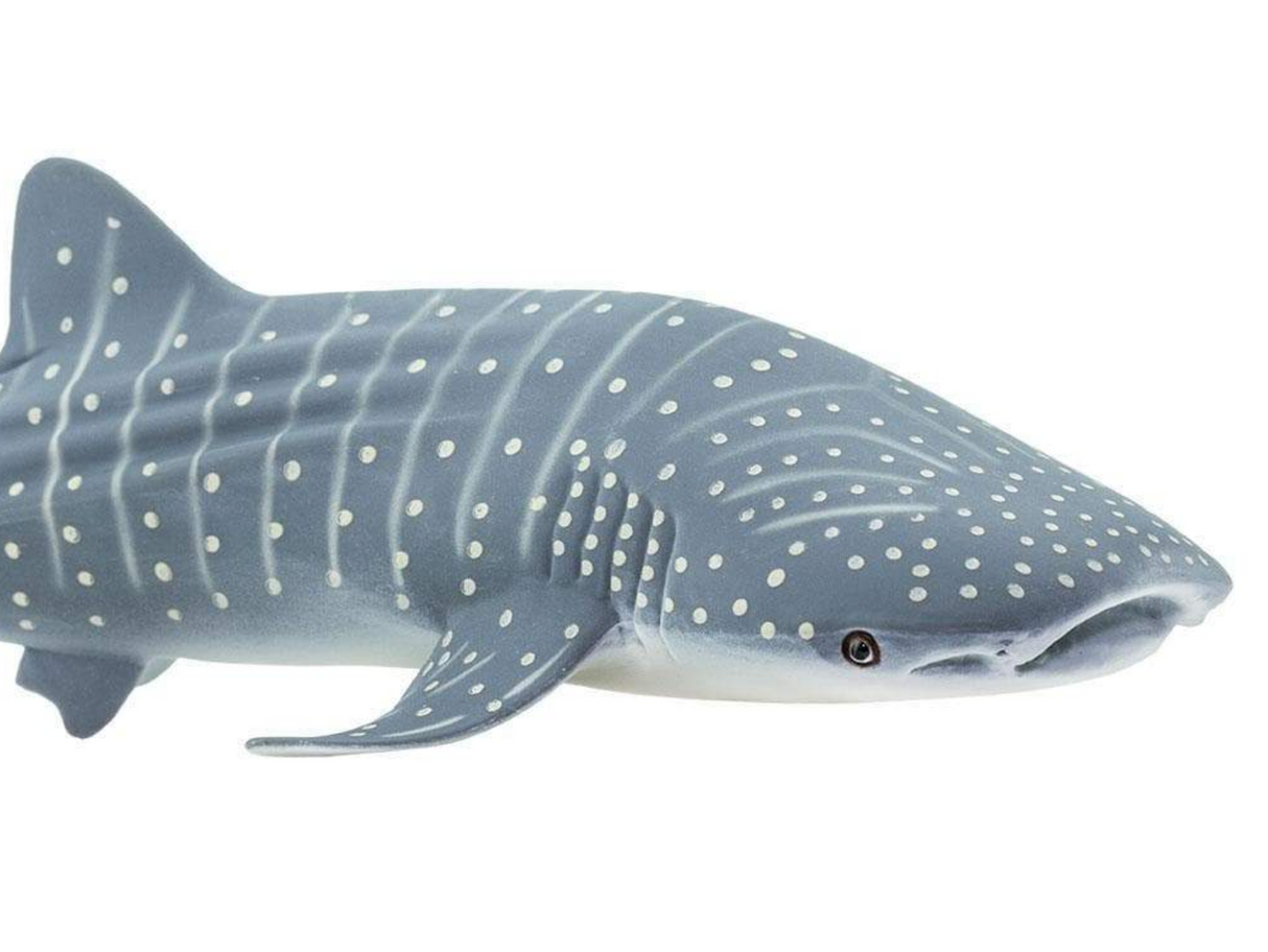 Whale Shark