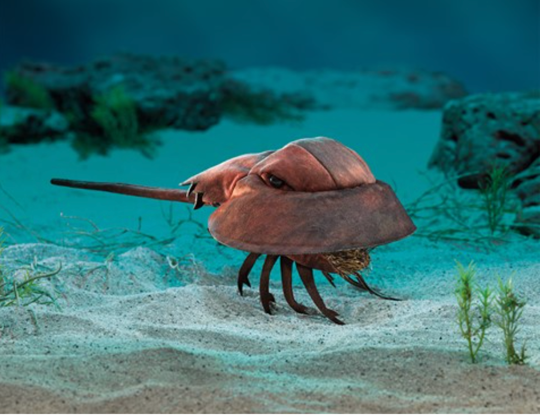Horseshoe Crab Puppet