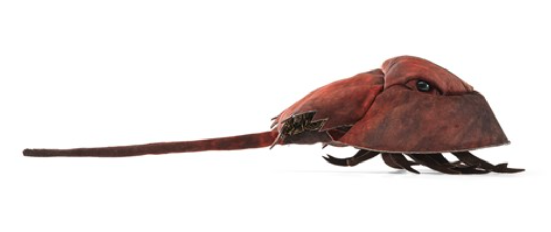 Horseshoe Crab Puppet