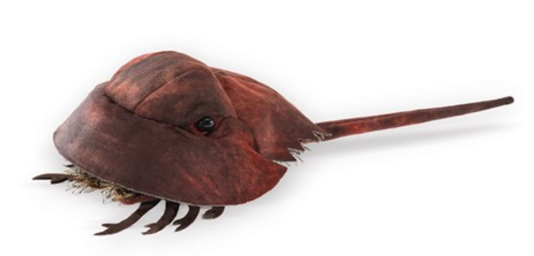 Horseshoe Crab Puppet