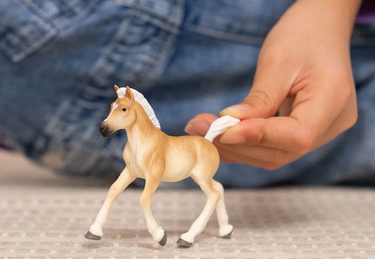 Horse Haflinger Foal