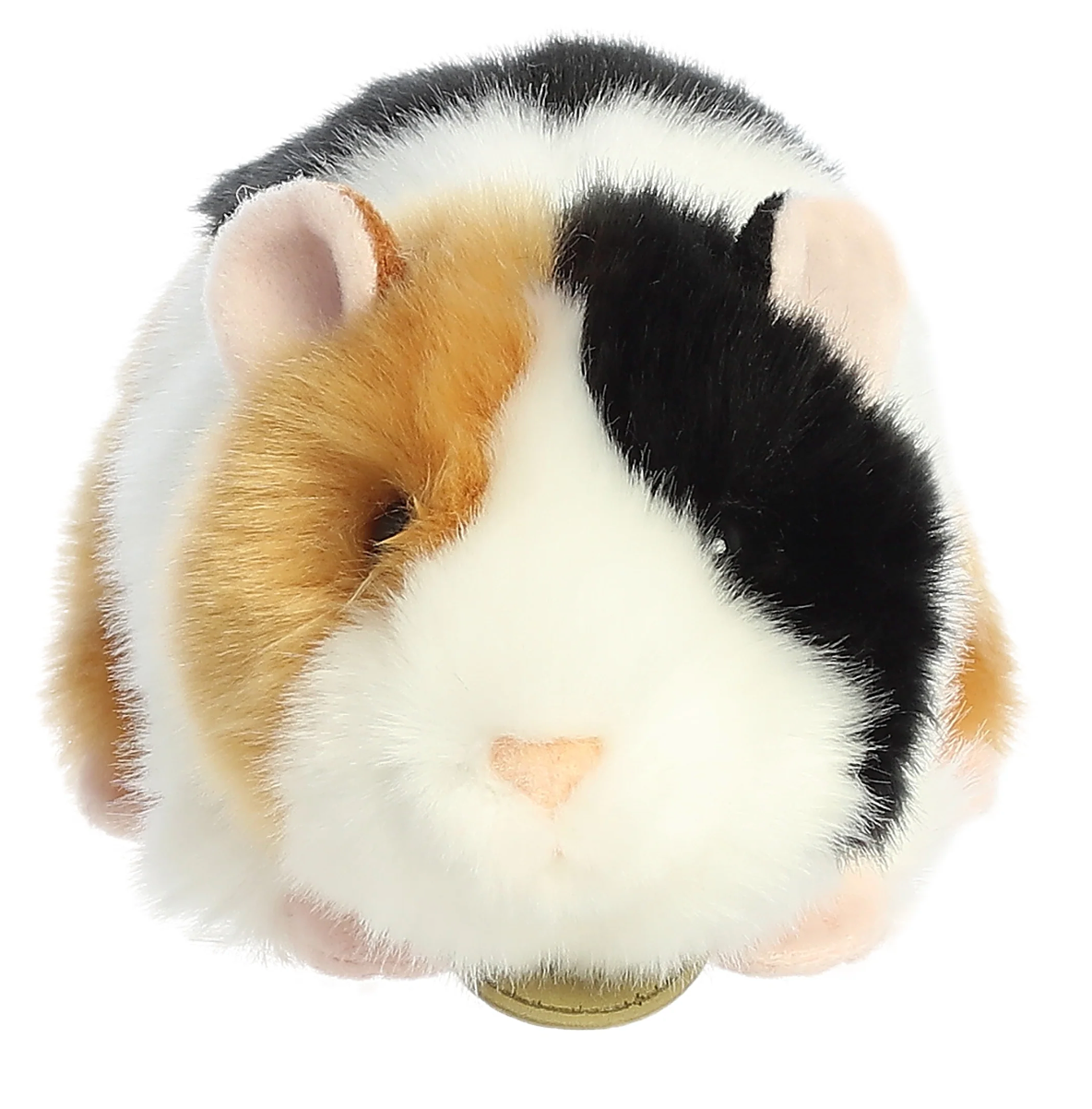 Guinea Pig