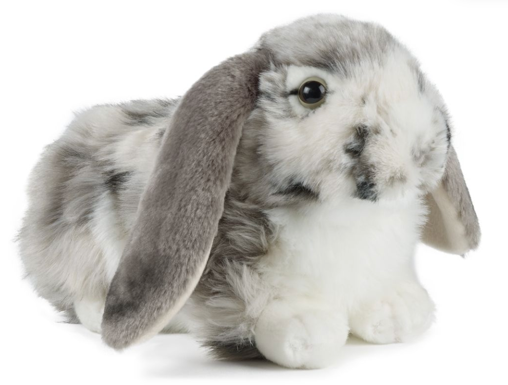 Dutch Lop Eared Rabbit Grey