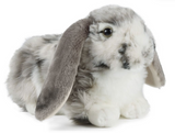 Dutch Lop Eared Rabbit Grey