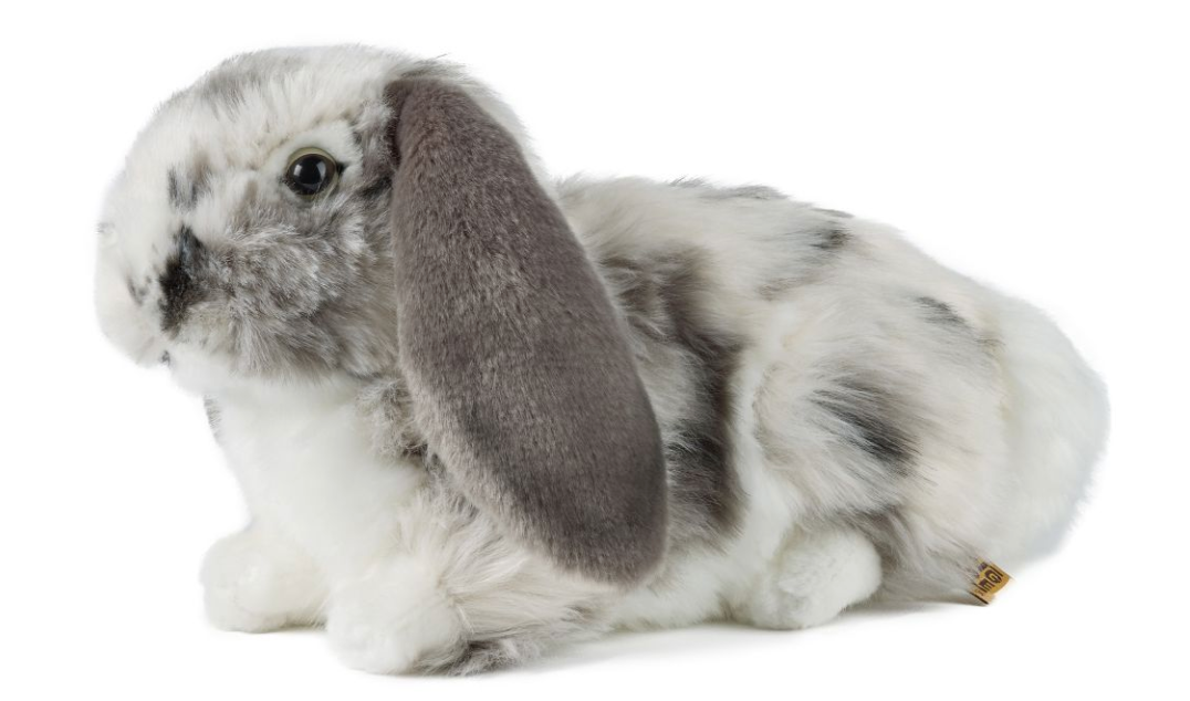 Dutch Lop Eared Rabbit Grey