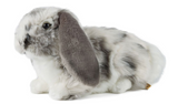 Dutch Lop Eared Rabbit Grey