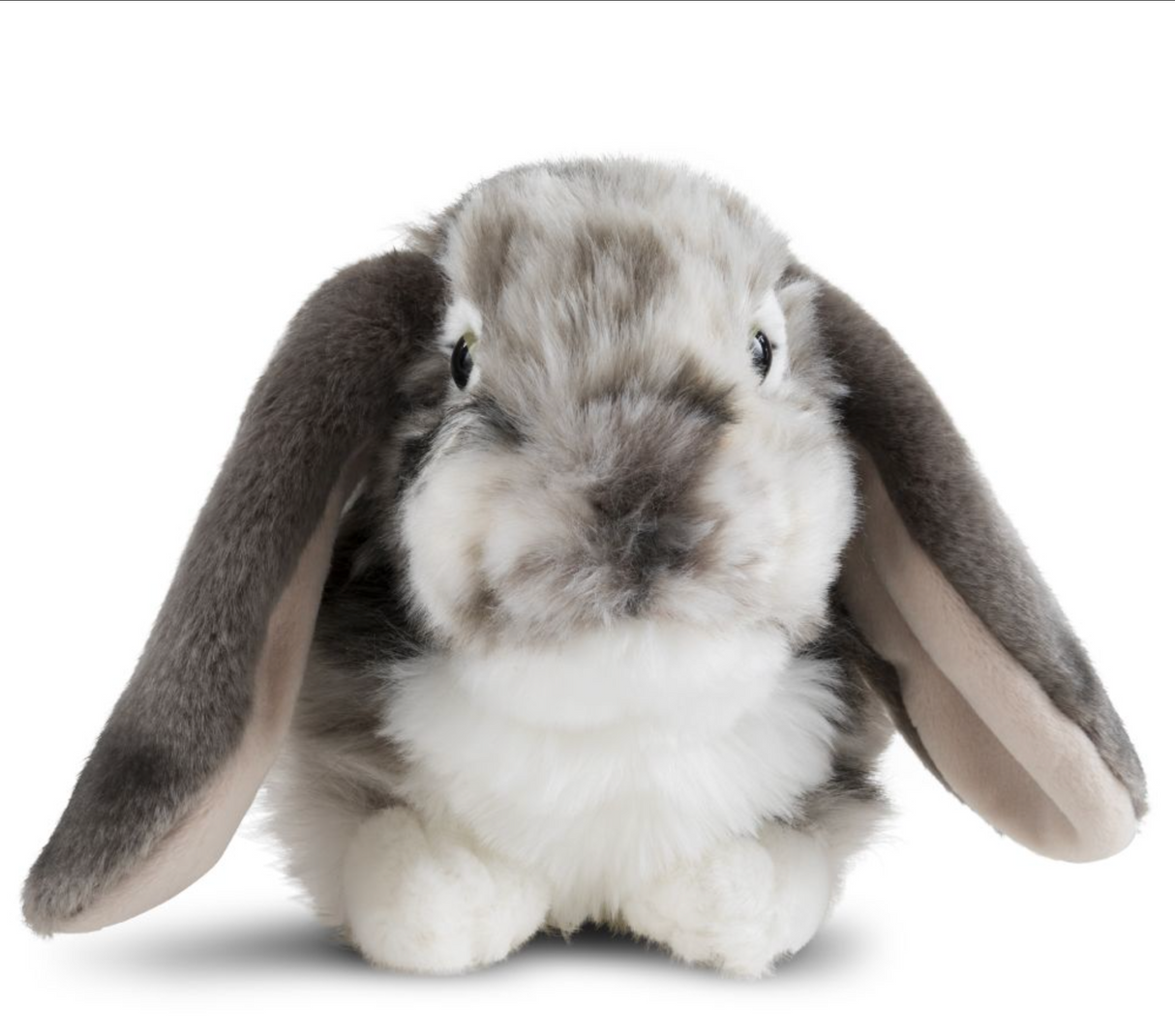 Dutch Lop Eared Rabbit Grey