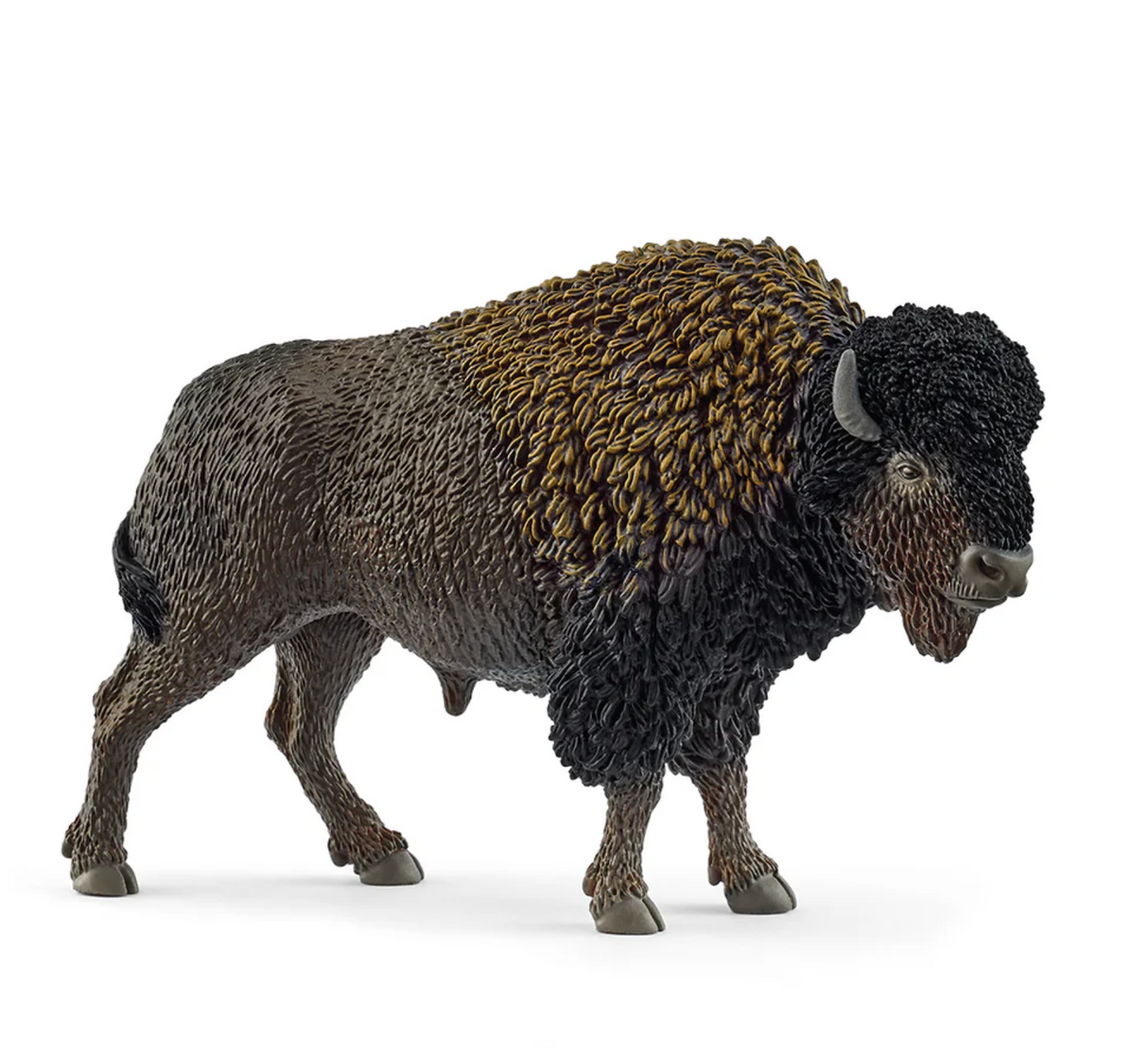 Bison