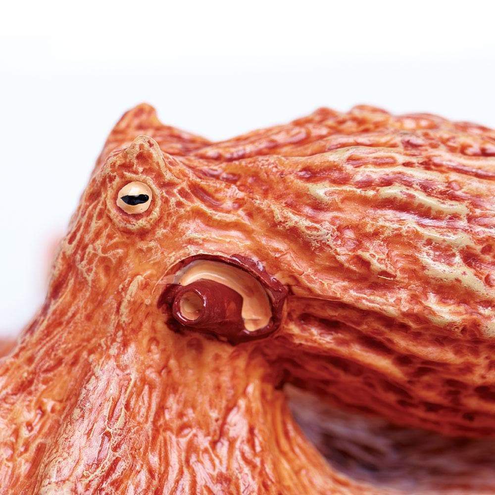 Giant Pacific Octopus