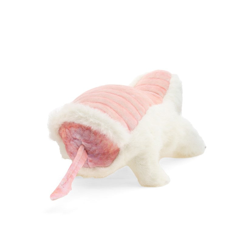 Pink Fairy Armadillo