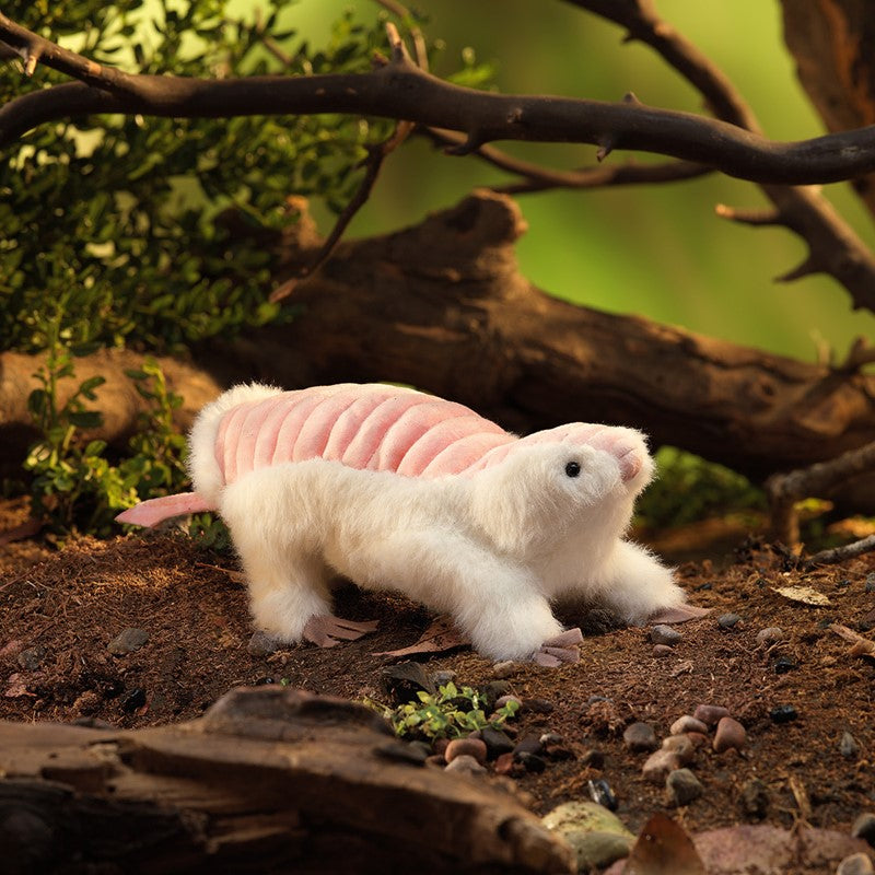 Pink Fairy Armadillo