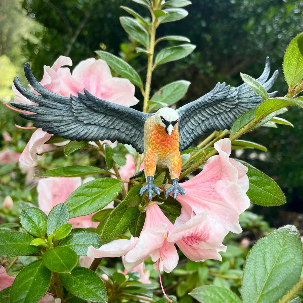 Bearded Vulture