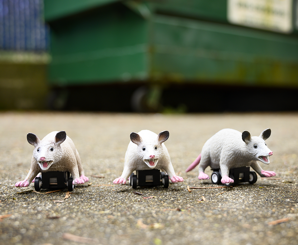 Racing Possum