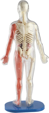 Squishy Human Body model showing transparent casing with visible bones and red muscles on one side.