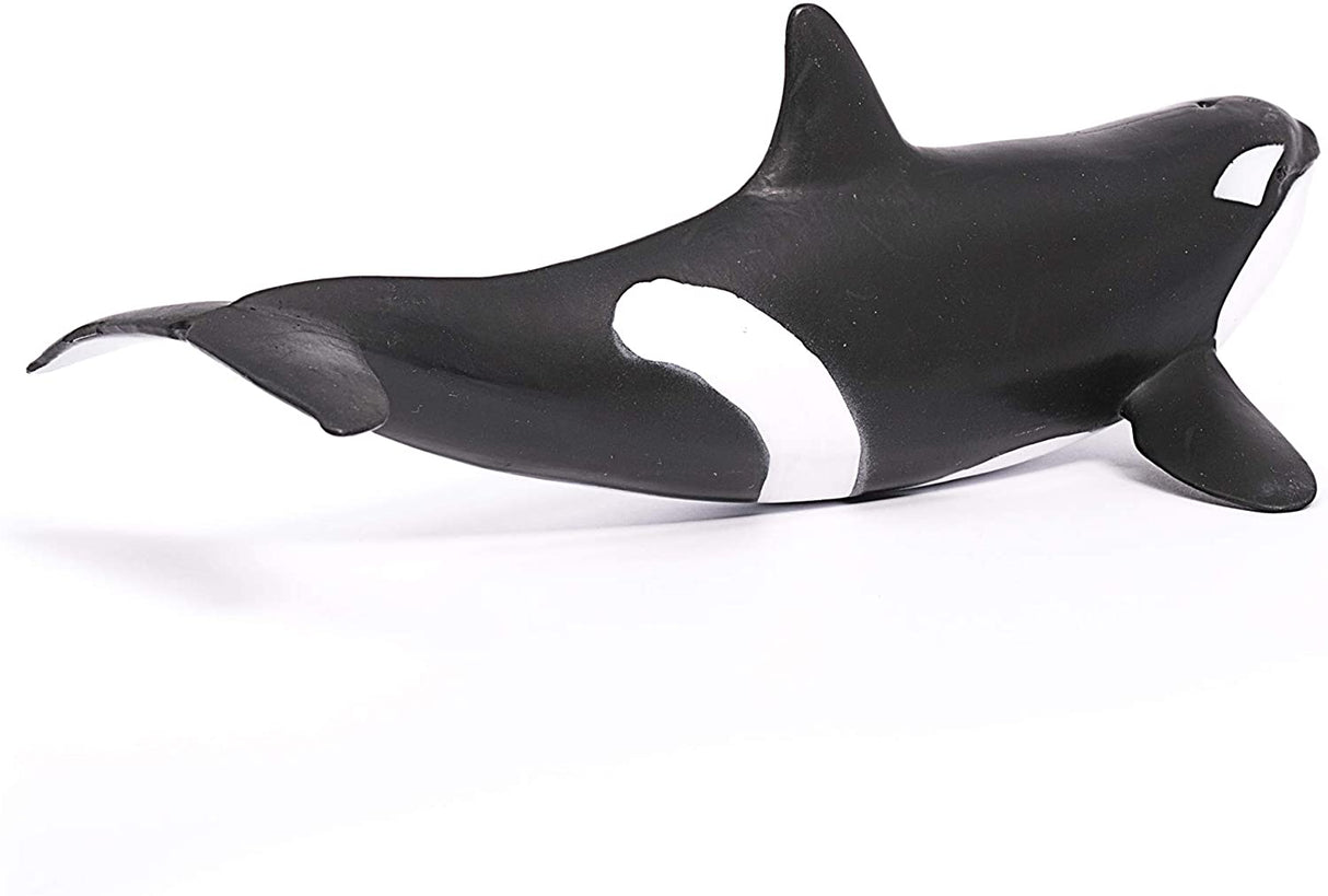 Orca Whale