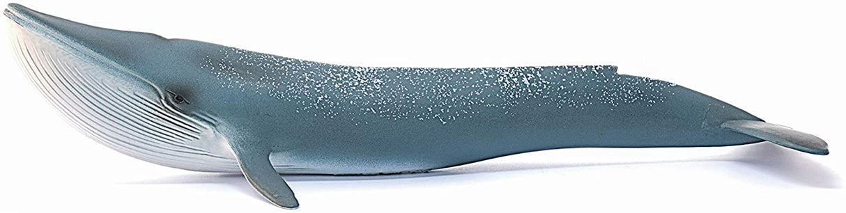 Blue Whale