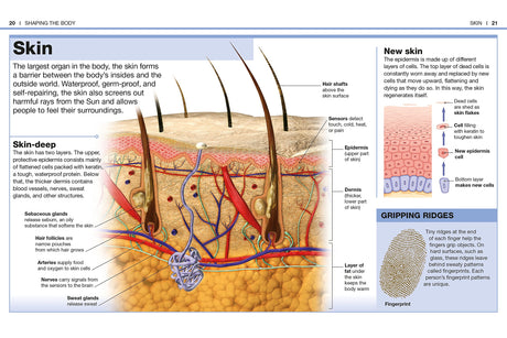 Pocket Genius Human Body showing detailed skin layers with hair follicles, nerves, glands, and blood vessels diagram.