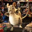 Soft fur Pack Rat Puppet with expressive eyes, twitchy nose, tail, and detachable pack in a detailed workshop setting.