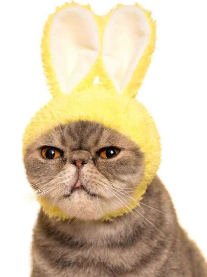 Cat Cap Blind Box | Rabbit