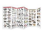 Pocket Maine Wildlife Guide showing detailed illustrations of various birds and mammals in a folding laminated format.