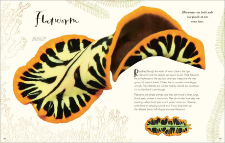 Wonders of Nature page showing detailed illustration and facts about flatworms with close-up images and descriptions.
