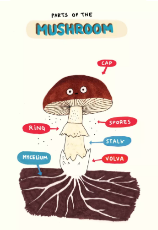 The Mushroom Fan Club